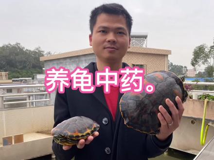 养龟中药您了解多少?