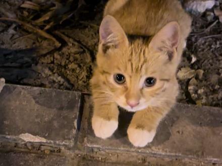 好可爱的小奶猫啊,好想带回去养啊#橘猫橘猫