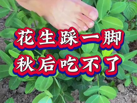 花生踩一脚 秋后吃不了#花生种植#花生管理#花生#三农种植