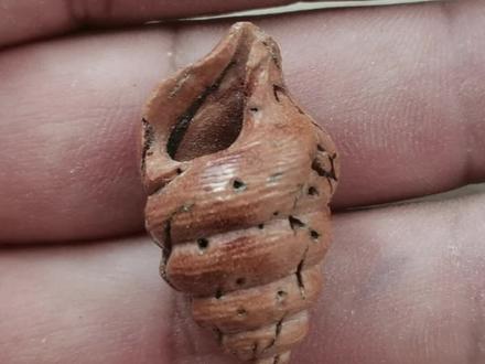 桃核雕刻海螺解析#创作灵感 #制作过程 #手艺人 #桃核雕刻 #手工制作 @斗加小助手