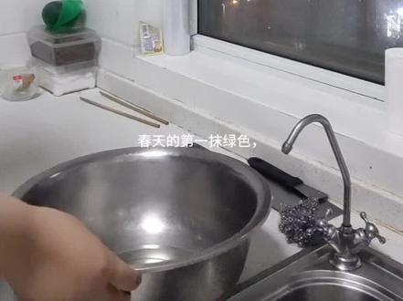 我和柳芽有个约会#野菜美食 #柳絮能吃吗