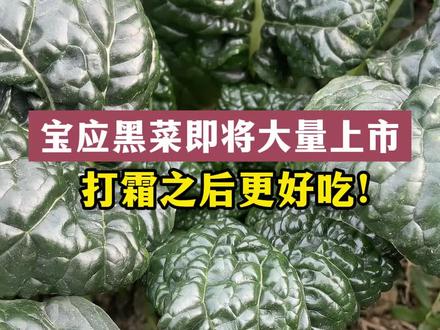 宝应黑菜即将大量上市,打霜之后更好吃#宝应黑菜