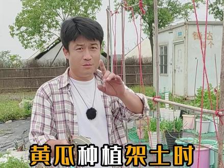黄瓜种植盆栽地栽搭架子配土种植方法 #黄瓜种植 #种菜 #盆栽 #阳台种植 #小菜园