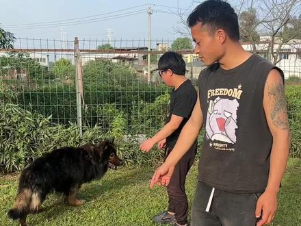 不要养柯基!#成都训犬 #训犬师#新手养宠 #柯基