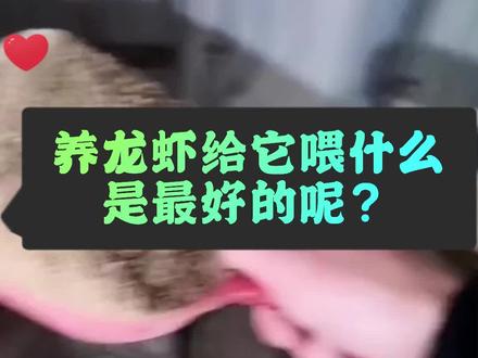 养龙虾给它喂什么最好呢#三农 #水产技术 #小龙虾养殖 #养虾人 @DOU+小助手 @抖音小助手