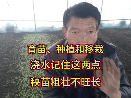 不管育苗种植还是移栽,浇水记住两点,秧苗粗壮不旺长 #上熱门