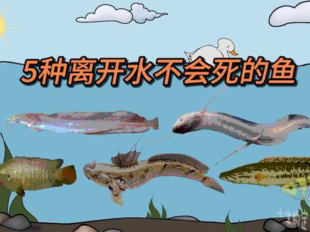 离开水也能长时间存活的5种鱼 #鱼 #鱼类 #科普一下 #动物百科 #动物 #钓鱼 #野钓 #鱼类科普