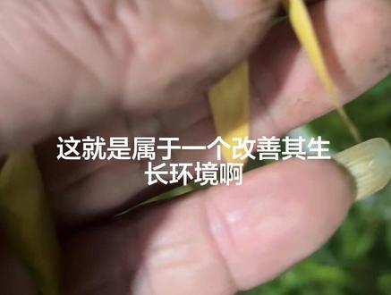 你的竹子什么样、评论区告诉我 #小叶簕竹黄叶 #竹子黄叶怎么办 #簕竹养护