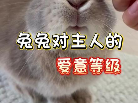 兔兔对主人的爱意等级 #兔兔 #兔子 #宠物 #新手养宠
