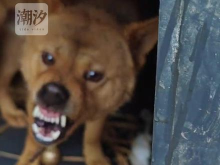 武功再高,也怕菜刀,狗子也不例外! #狗子成精了#土狗咋了 #识时务者为俊杰