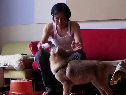 亦风终于被网友炸出来了!而他对格林的溺爱与牵挂,藏着数不清的眼泪和温柔。#格林#重返狼群#万物皆有灵性#李微漪 #亦风