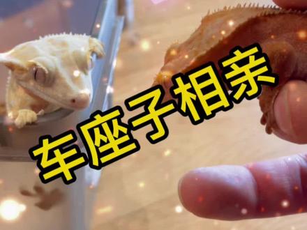 车座子相亲…#神奇动物在抖音 #瘤尾守宫 #睫角守宫