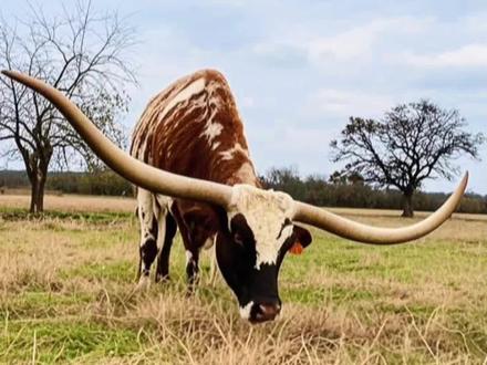 这就是传说中的长角牛