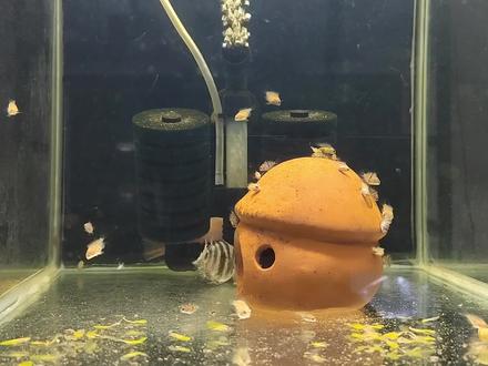 迷你鹦鹉鱼种鱼,莫名其妙的打架了?可以试试这种方法! #养鱼 #观赏鱼 #迷你鹦鹉鱼配对 #迷你鹦鹉鱼打架