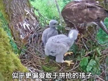 #保护野生动物 天生胆小,大毛开发了另一项技能