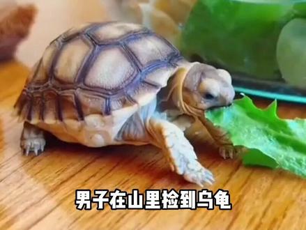 北京大哥捡到小乌龟,养7年才发现身份不简单,差点招来牢狱之灾#科学科普 #小乌龟 #苏卡达陆龟 #保护动物