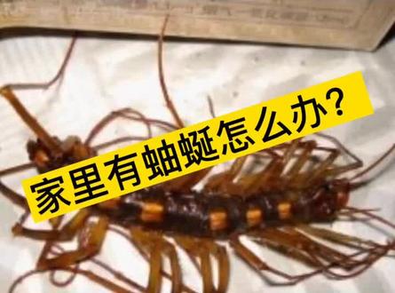 家里有蚰蜒不要怕,教你一招轻松消灭蚰蜒#昆虫 #昆虫世界 #虫子 #害虫 #抖音热门 #杀虫 #蚰蜒 #