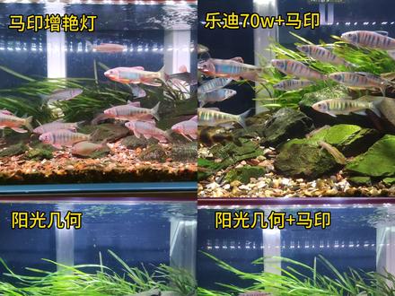 之前发的不够清晰,重新发一下,大家喜欢哪一组灯的色调呢?#马印 #乐迪 #阳光几何 #最美原生鱼 #养鱼日记