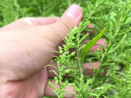 它叫臭屎龙香,你见过吗?#臭屎龙香