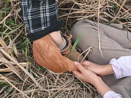 刚收完稻谷,没想到被鼠钻到裤腿里了 #动物的迷惑行为