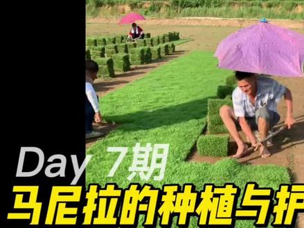 马尼拉草皮,马尼拉草卷的种植与养护,关注我,不迷路,每天给你持续分享草坪知识#马尼拉草皮 #初见园林 #大量供应绿化苗木供应 #草皮种植知识 #知识分享