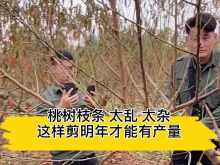 桃树枝条太乱、太杂,这样剪明年才能有产量!#果园数据化管理 #唐老师大讲堂开讲啦 #桃树修剪 @抖音小助手 @DOU+小助手 @抖音三农