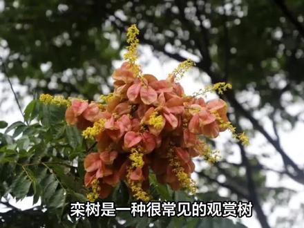 栾树为什么又叫鬼树? #一日一植物 #植物科普 #植物 #栾树 #鬼树