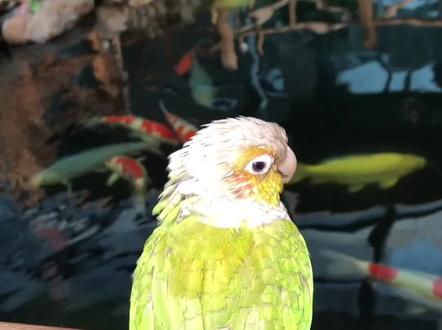 导致锦鲤s亡的原因#锦鲤