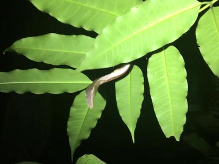 能伪装成毒蛇的毛毛虫,它到底多会演戏? #昆虫 #毛毛虫🐛 #伪装 #动物科普