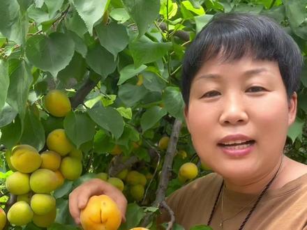 自制杏干,酸酸甜甜好吃又筋道,放一年都不会坏#我的乡村生活 #自制杏干的做法 #大自然的馈赠 #酸甜可口 #纯手工零添加