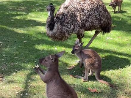 袋鼠宝宝:有人管管吗😢
#袋鼠 #墨尔本 #大洋路