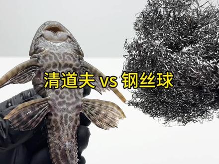 清道夫挑战钢丝球 给清道夫吃钢丝球会发生什么事!#清道夫 #外来入侵物种 #趣味实验
