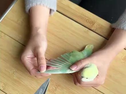 本人不建议给鹦鹉剪羽!有以下几大弊端 需要注意!#鹦鹉 #手养鹦鹉 #虎皮鹦鹉 #玄凤鹦鹉 #牡丹鹦鹉 #手养鸟 #知识科普 #鹦鹉饲养知识 #鹦鹉饲养