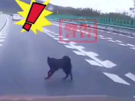 高速行驶,突然跑出来一只小狗,你会怎么办呢?#汽车知识 #狗狗倒霉瞬间 #狗狗行为心理
