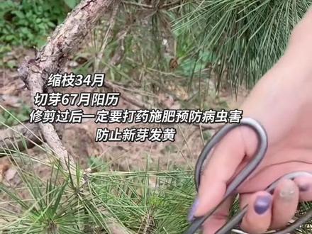 黑松黄山松缩剪枝条阳历三四月剪完必须打药预防病虫害病菌后期长出的新芽全是绿油油的‼️❗️#黑松 #助农 #病虫害防治 #强烈推荐 #再发一次