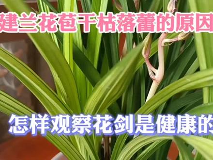 建兰花苞期枯萎落蕾消苞的原因找到了,快来看看您家花剑健康吗 #兰花日常管理 #家庭养兰 #传播兰花知识 #阳台养兰