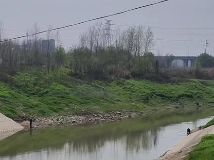 为什么近期野钓十钓九空#打龟是不可能的 #野钓技巧