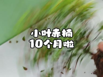 你们催更的小叶赤楠来了,它还活着10个月了,争取养到1岁~
#小叶赤楠 #新手养盆景 #植物养护 #室内绿植 #北京