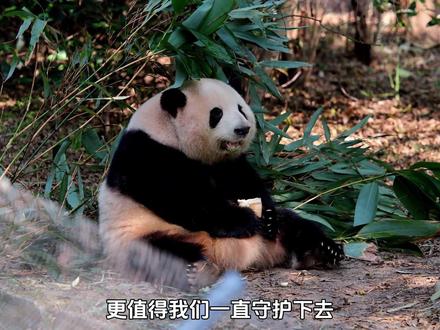 大熊猫作为生物学上的进化奇迹,不仅用可爱征服了全人类,更值得 我们一直守护下去!#大熊猫 #国宝熊猫 #大熊猫和花 #动物科普 #动物世界