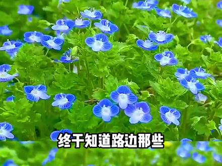 乡村路边的浪漫小花 #自然 #阿拉伯婆婆纳 #万万没想到 #热点 #科普