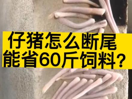 能省60斤饲料的断尾技术?小猪为什么要断尾?#养猪人 #养猪人不容易 #农村养猪 #2022新农人计划 #养猪技术