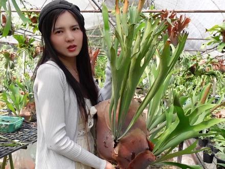 整理鹿角蕨,剪掉老叶子,一片孢子叶可以收集到多少孢子? #无花果 #燕窝果 #种菜 #甜玉米 #秋葵