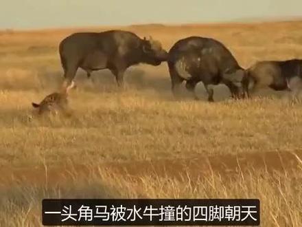 角马遭到鬣狗的追杀,躲进了水牛群里,不料却被水牛顶飞