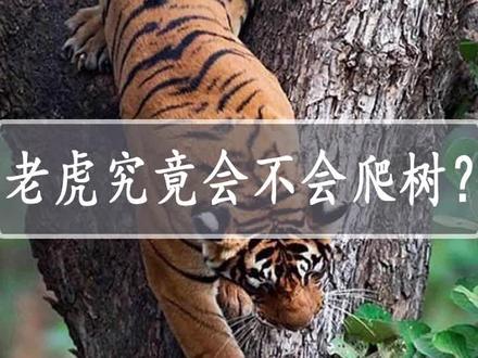 老虎究竟会不会爬树呢?看完之后,你就明白了! #动物 #老虎 #科普 @抖音青少年