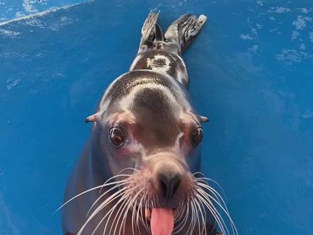 #海狮 #神奇动物在抖音 #萌宠出道计划 一只qq肠给你的爱