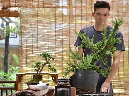 什么样的栒子做盆景最好?