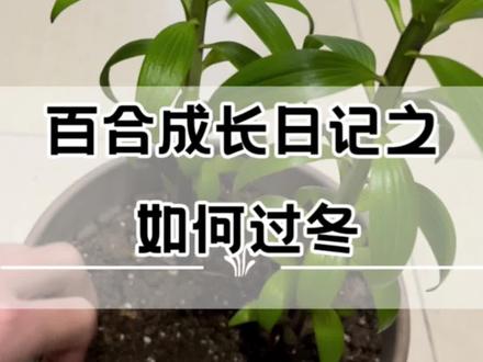 寒冷的冬天要来了,我们怎么帮助他过冬呢#百合 #种植小技巧