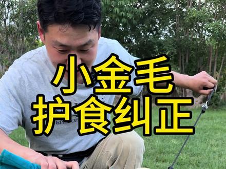 小金毛护食纠正 #狗狗 #训犬 #训犬学校