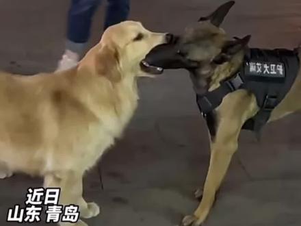 金毛和警犬同时抢到玩具都不肯松口,网友:别抢了,人家有编制@抖音小助手