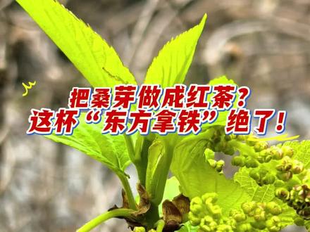 把桑芽做成红茶?这杯“东方拿铁”绝了!#三农#乡村生活记录 #桑芽红茶 #桑花芽红茶。@百草说 @恒枫团购 @路人Ding @豆豆奶奶
